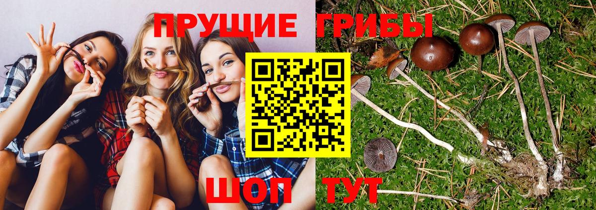 Галлюциногенные грибы мицелий Шахты